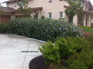 Lavatera maritima (bicolor) 2